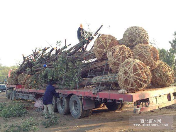 椤木石楠