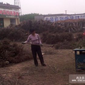 河北古枣树百年古枣树沧州古枣树献县古枣树三十公分