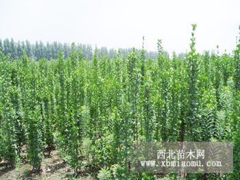 绿化花木价格贴梗海棠,河南桧柏,北海道黄杨,红宝石海棠