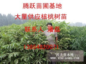 山东好核桃树苗；新品种核桃树苗；好品种核桃树苗