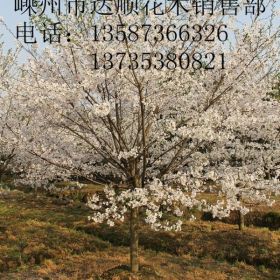 大量提供 3cm-18cm的日本樱花，树形饱满，价格优惠