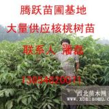 供應(yīng)核桃樹苗 核桃樹苗品種 核桃樹苗種植 核桃樹苗行情