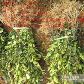 貴州油茶苗供應(yīng)商|油茶苗價(jià)格