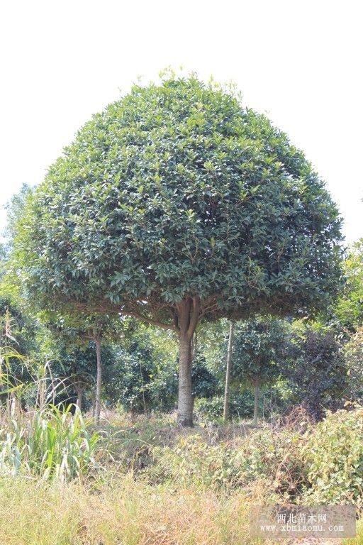 四季桂 野生四季桂 四季桂小苗