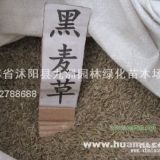 供应黑麦草种子，各种草坪种子，规格齐全