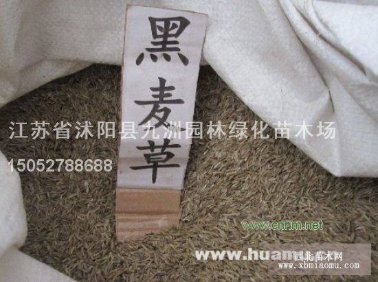 黑麥草種子