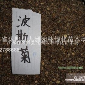 供應(yīng)波斯菊種子，各種花卉種子，規(guī)格齊全