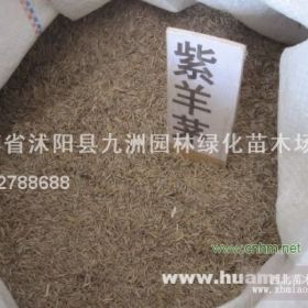 供應(yīng)紫羊茅種子，各種草坪種子，規(guī)格齊全