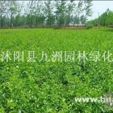 供應(yīng)扶芳藤，價格低，質(zhì)量好，量大優(yōu)惠。