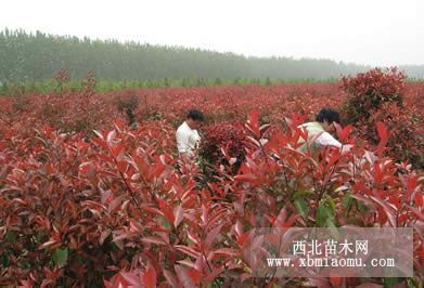 河南紅葉石楠價格，云南紅葉石楠價格，河北紅葉石楠價格