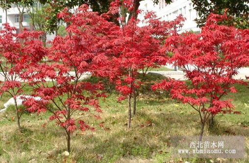 遠(yuǎn)古帝王綠化工程花卉苗木基地綠化公司 - 湖南省紅楓王國(guó) - 湖南省珍希紅楓牡丹花卉苗木盆景基地