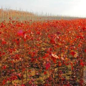 美國(guó)紅楓繁育基地