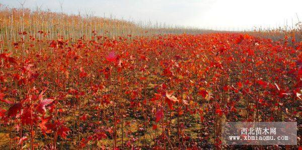 美國(guó)紅楓地