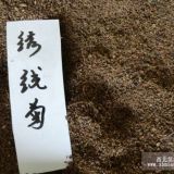 供應(yīng)繡線菊種子，各種灌木種子，規(guī)格齊全