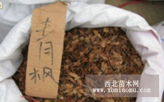 供应青枫种子，各种乔木种子，规格齐全