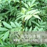 推薦花椒苗（山東花椒樹苗價格）花椒苗便宜基地