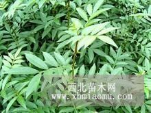 推荐花椒苗（山东花椒树苗价格）花椒苗便宜基地