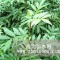 推薦花椒苗（山東花椒樹苗價(jià)格）花椒苗便宜基地