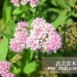 供應(yīng)金焰繡線菊，價(jià)格低，質(zhì)量好，量大優(yōu)惠。