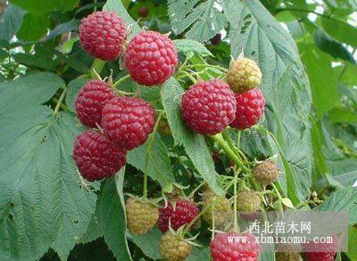 紅樹(shù)莓苗、雙季樹(shù)莓苗