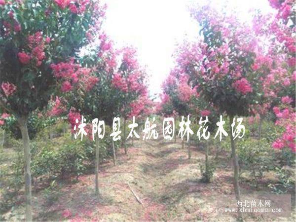 出售紫藤、蔷薇、凌霄等藤本植物