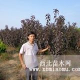 櫻花 櫻花樹（2—10）公分