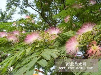 高桿冬青、紫薇、馬褂木、紅葉李、月季、銀杏、香樟、桂花等