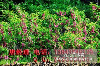 香花槐苗香花槐小苗香花槐树富贵树苗