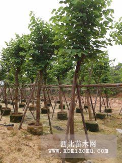 洋蹄甲（红花紫荆) 福建漳州高丽园艺供应 福州广东乔灌木价格