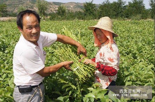 美國(guó)穗狀垂鈴核桃苗