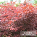 四川成都;紅楓.青楓.櫻花.法國冬青.八月桂.朱砂桂