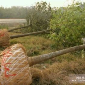 白蜡、速生白蜡、国槐、速生国槐、法桐、柳树、榆树