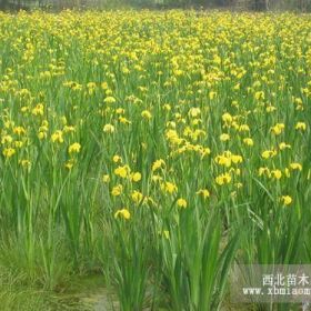 水生植物、水生花卉種苗