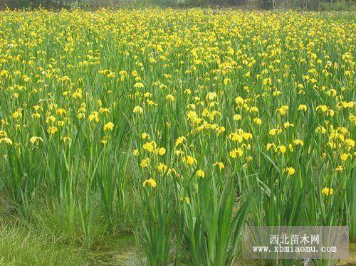 水生植物、水生花卉種苗