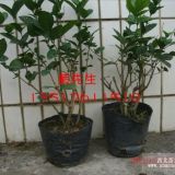 供應(yīng)5-6年生優(yōu)質(zhì)重瓣茉莉花苗