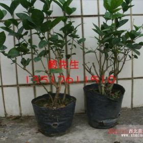 供應(yīng)5-6年生優(yōu)質(zhì)重瓣茉莉花苗