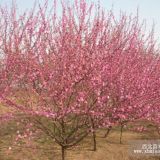 北京榆葉梅，天津雙花榆葉梅