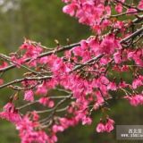 批發(fā)福建紅花山櫻花