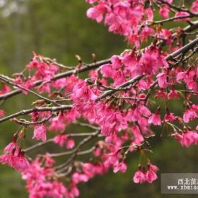 批發(fā)福建紅花山櫻花