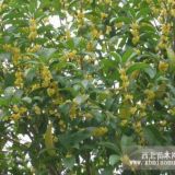 目前南京市場金桂花價(jià)格行情、金桂花價(jià)格