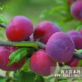 安徽哪里有賣(mài)李子樹(shù)苗的？買(mǎi)好樹(shù)苗到好芽