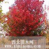 北京美國紅楓價格、南京美國紅楓價格