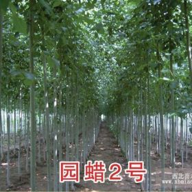 山东速生白蜡价格河北速生白蜡价格河南速生白蜡价格