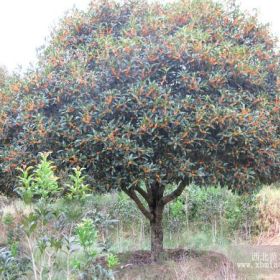 丹桂 浦城朱砂丹桂4年移植苗，30量地徑2公分