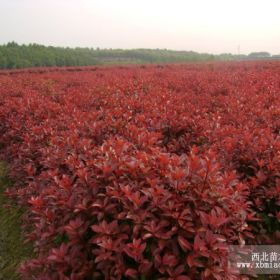 湖北红叶石楠价格，湖南红叶石楠价格，山西红叶石楠价格