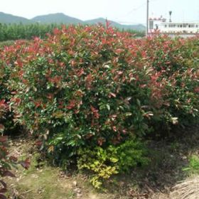 江西红叶石楠价格，河南红叶石楠价格，山东红叶石楠价格