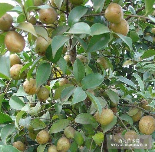 軟枝油茶苗 紅花油茶苗