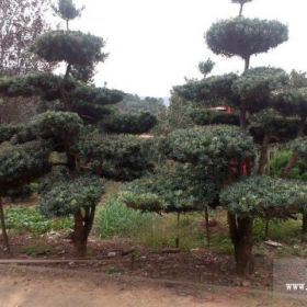 湖南造型羅漢松，湖南長(zhǎng)沙常青樹(shù)造型羅漢松