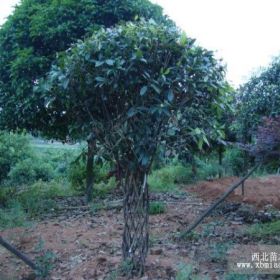 湖南花灌木造型桂花，湖南長沙花灌木造型八月桂