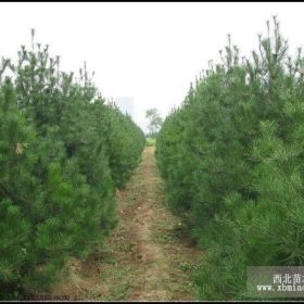 大量白皮松流蘇樹(shù)香花槐蜀檜側(cè)柏毛白楊香花槐